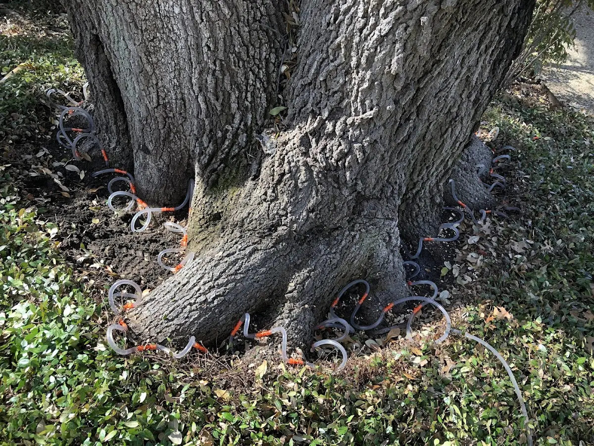 Detailed Tree Cabling and Bracing job site in Crandall