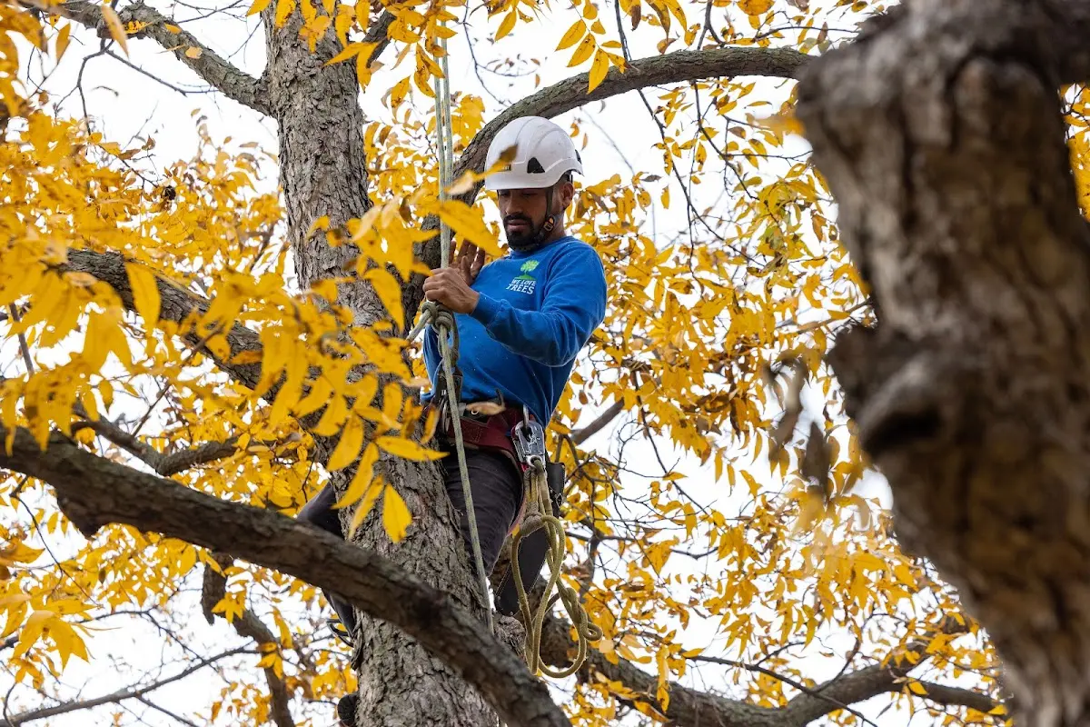 Skilled Tree Transplanting crew working in Crandall