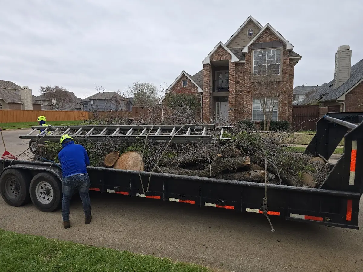 Expert Tree Removal with proper safety equipment in Crandall